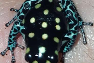 Poison dart frogs kaufen und verkaufen Photo: Ranitomeya Imitator , Ranitomeya Vanzolinii 