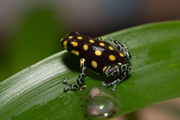 Pfeilgiftfrösche kaufen und verkaufen Foto: Ranitomeya Vanzolinii, Ranitomeya Imitator Varadero 