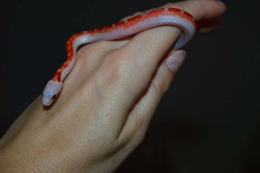 Snakes kaufen und verkaufen Photo: Pied Sided cornsnakes for Hamm in december