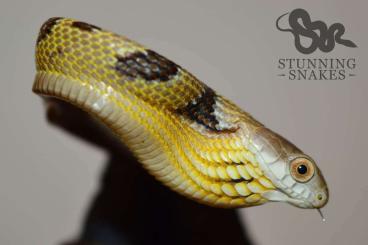Snakes kaufen und verkaufen Photo: Spilotes sulphureus CB2023