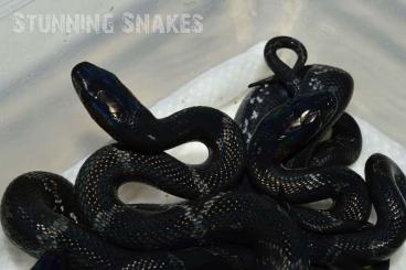 Schlangen kaufen und verkaufen Foto: Elaphe schrenkii melanistic CB2023