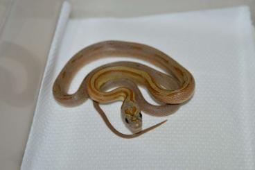 Schlangen kaufen und verkaufen Foto: Hypo Caramel Sunkissed Diffused Striped Pied project 