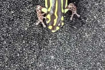 Poison dart frogs kaufen und verkaufen Photo: Biete Ranitomeya flavovittata 
