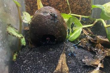 Pfeilgiftfrösche kaufen und verkaufen Foto: Dendrobates Tinctorius graubeiner Pfeilgiftfrösche kaufen und verkaufen Foto: Dendrobates Tinctorius graubeiner