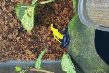 Poison dart frogs kaufen und verkaufen Photo: 0.1 Dendrobates Tinctorius citronella Poison dart frogs kaufen und verkaufen Photo: 0.1 Dendrobates Tinctorius citronella