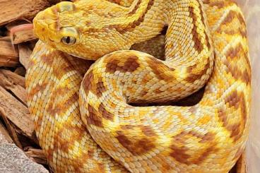 Giftschlangen kaufen und verkaufen Foto: Biete Crotalus slangendag Houten