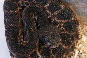 Venomous snakes kaufen und verkaufen Photo: Houten, Crotalus atrox hyper mela 