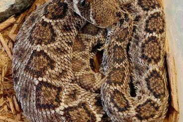 Venomous snakes kaufen und verkaufen Photo: Houten, Crotalus atrox het.patternless 