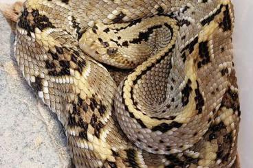Venomous snakes kaufen und verkaufen Photo: Houten,  Crotalus culminatus 