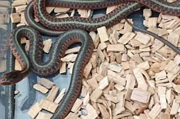 Snakes kaufen und verkaufen Photo: Strumpfbandnatter (Thamnophis s. sirtalis (flame)) Snakes kaufen und verkaufen Photo: Strumpfbandnatter (Thamnophis s. sirtalis (flame))