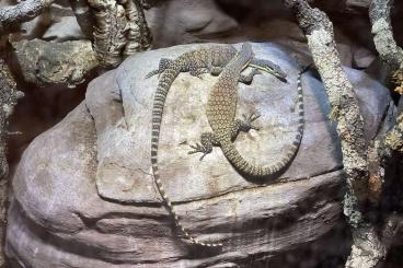 Echsen  kaufen und verkaufen Photo: Varanus glauerti Zuchtpaar