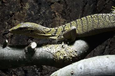 Echsen  kaufen und verkaufen Photo: Varanus reisingeri abzugeben 