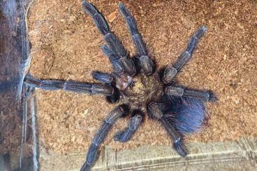 Vogelspinnen kaufen und verkaufen Foto: Males. D.pentaloris, H.formosus, P.auratus