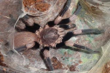 Spiders and Scorpions kaufen und verkaufen Photo: Offer H.himalayana, M.balfouri, O.aureotibialis