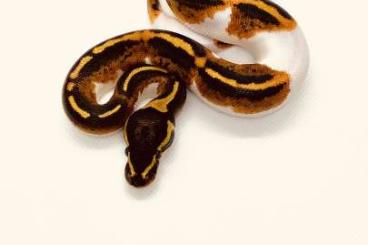 Ball Pythons kaufen und verkaufen Photo: Königspython 1.1 YB Pied 66% Ultramel