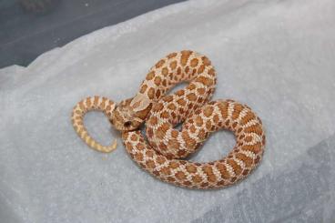Schlangen kaufen und verkaufen Foto: Verkaufe Hakennasenattern -  Heterodon nasicus - Hognose - Lystrophis 