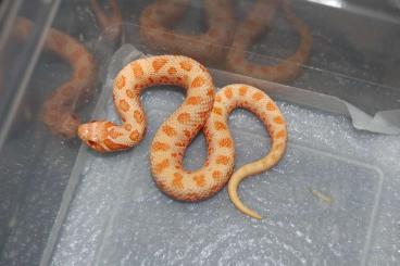 Nattern ungiftige kaufen und verkaufen Foto: - Heterodon nasicus - Hognose - Hakennasenattern Nattern ungiftige kaufen und verkaufen Foto: - Heterodon nasicus - Hognose - Hakennasenattern