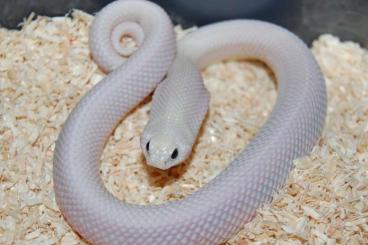 Nattern ungiftige kaufen und verkaufen Foto: Heterodon nasicus - Hognose - Hakennasennattern - Lystrophis/Xendodon Nattern ungiftige kaufen und verkaufen Foto: Heterodon nasicus - Hognose - Hakennasennattern - Lystrophis/Xendodon