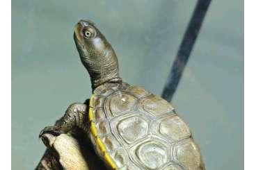 Turtles and Tortoises kaufen und verkaufen Photo: Malaclemys terrapin macrospilota und hybride