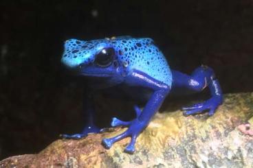 Pfeilgiftfrösche kaufen und verkaufen Foto: gebe ab Dendrobaten t.azureus 