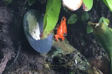 Poison dart frogs kaufen und verkaufen Photo: erdbeerfroschnachzuchten abzugeben