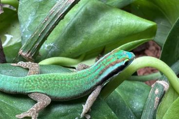 Geckos kaufen und verkaufen Foto: Diverse Phelsumen Nachzuchten zur Abgabe