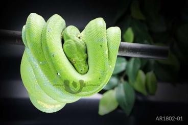 Schlangen kaufen und verkaufen Foto: M. viridis | green tree python 