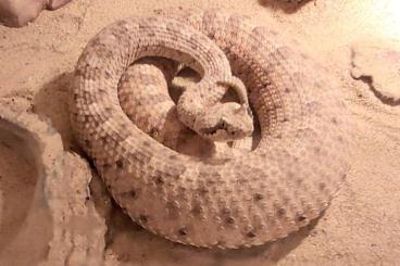 Giftschlangen kaufen und verkaufen Foto: 1,1 Crotalus cerastes NZ´21 Giftschlangen kaufen und verkaufen Foto: 1,1 Crotalus cerastes NZ´21