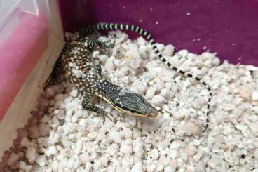 Monitor lizards kaufen und verkaufen Photo: Varanus glauerti baby 2024
