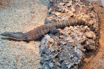 Monitor lizards kaufen und verkaufen Photo: Varanus glauerti proven pair