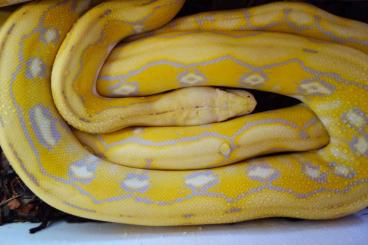 Pythons kaufen und verkaufen Foto: Python reticulatus Super Dwarf
