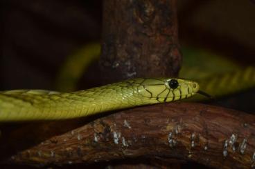Giftschlangen kaufen und verkaufen Foto: 1,1 Naja melanoleuca, 2,0 Dendroaspis viridis