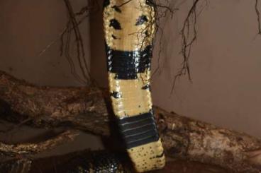 Venomous snakes kaufen und verkaufen Photo: CB Naja melanoleuca Kamerun adult