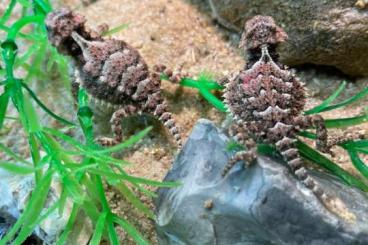 Echsen kaufen und verkaufen Foto: Phrynosoma asio abzugeben Echsen kaufen und verkaufen Foto: Phrynosoma asio abzugeben