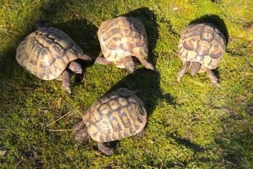 Landschildkröten kaufen und verkaufen Foto: 1.3 & 1.3 Breeding groups, Testudo hermanni boettgeri (THB)