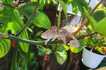 Echsen kaufen und verkaufen Foto: Nephurus, Pardalis, Goniurosaurus.. Echsen kaufen und verkaufen Foto: Nephurus, Pardalis, Goniurosaurus..