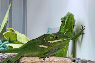 Echsen kaufen und verkaufen Foto: Nephurus, Pardalis, Anolis, Goniurosaurus.. Echsen kaufen und verkaufen Foto: Nephurus, Pardalis, Anolis, Goniurosaurus..