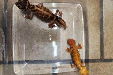 Lizards kaufen und verkaufen Photo: Nephurus, Pardalis, Anolis, Goniurosaurus.. Lizards kaufen und verkaufen Photo: Nephurus, Pardalis, Anolis, Goniurosaurus..