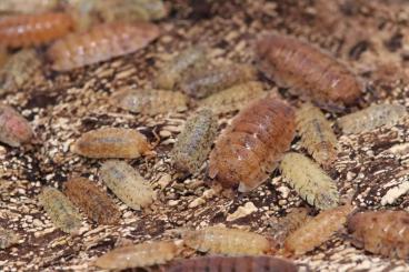 Krebstiere terrestrisch  kaufen und verkaufen Foto: Porcellio scaber Farbvarianten abzugeben