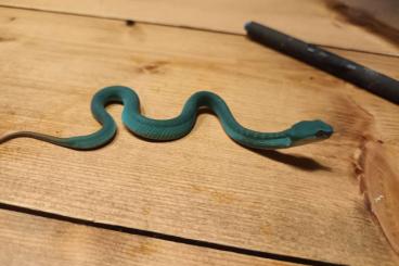 Venomous snakes kaufen und verkaufen Photo: CB Trimeresurus insularis