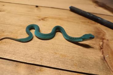 Venomous snakes kaufen und verkaufen Photo: CB Trimeresurus insularis Venomous snakes kaufen und verkaufen Photo: CB Trimeresurus insularis