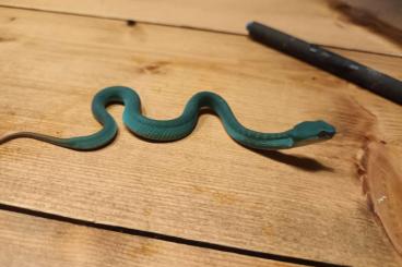 Giftschlangen kaufen und verkaufen Foto: CB Trimeresurus insularis