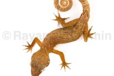Lizards kaufen und verkaufen Photo: Cyrtodactylus elok group for hamm