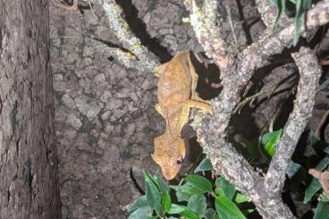 Lizards kaufen und verkaufen Photo: Available Uroplatus phantasticus Lizards kaufen und verkaufen Photo: Available Uroplatus phantasticus