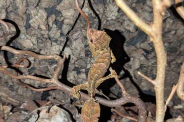 Echsen  kaufen und verkaufen Foto: ✈️ Uroplatus phantasticus 