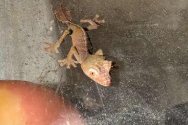 Lizards kaufen und verkaufen Photo: ✈️ Uroplatus phantasticus 