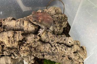 frogs kaufen und verkaufen Photo: Incillius luetkenis Abgabe in hamm
