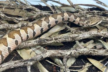 Venomous snakes kaufen und verkaufen Photo: Bothrops, Porthidium, Metlapilcoatlus