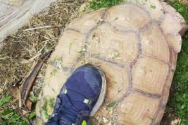 Schildkröten  kaufen und verkaufen Foto: male geochelone sulcata 38kg
