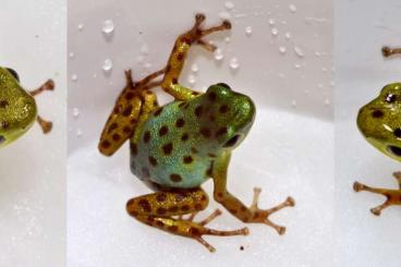 frogs kaufen und verkaufen Photo: Erdbeerfröschchen Colon abzugeben